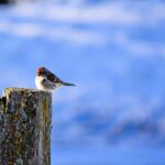 Frente frío 26 trae descensos de temperatura y vientos fuertes al noreste de México