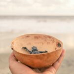 Saqueo de Huevos de Tortuga Golfina en las Playas de Oaxaca: Urge a Proteger esta Especie en Peligro